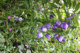 Enlarge photo 223