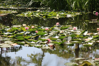 Enlarge photo 225