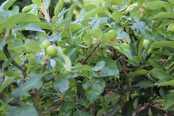 Enlarge photo 227