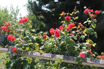 Enlarge photo 249