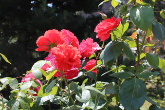Enlarge photo 250