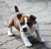 <b>PUPPIES FOR SALE<b>
