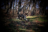 Enlarge photo 51