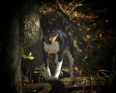 Enlarge photo 52