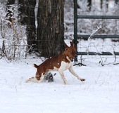 Enlarge photo 11
