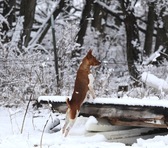 Enlarge photo 4