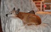 Enlarge photo 7