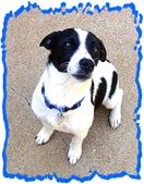 Happily Adopted/Nadine's Foster Dogs