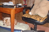Enlarge photo 23