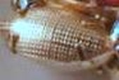 Enlarge photo 156