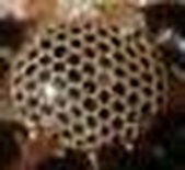 Enlarge photo 68