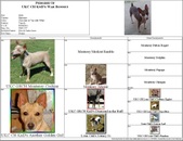 UKC Champion KnD's War Bonnet (Bonnie).