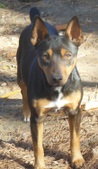 UKC Champion KnD's Living Doll (Dolly)