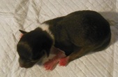 Female 3