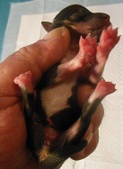 Enlarge photo 4