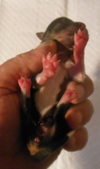 Enlarge photo 5