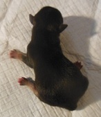 Male One.