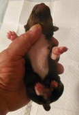 Enlarge photo 4