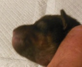 Enlarge photo 3