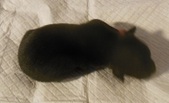 Female 4