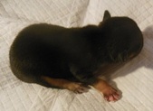 Male 1