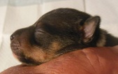 Enlarge photo 5