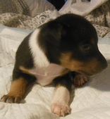 Male Three