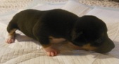 Enlarge photo 4