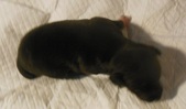 Female Four