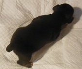 Female One