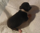 Enlarge photo 4