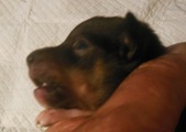 Enlarge photo 7