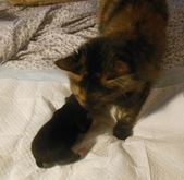 Enlarge photo 4