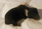 Male Three