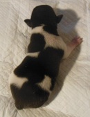8 days old.