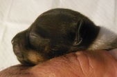 Enlarge photo 8