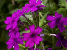 Enlarge photo 26