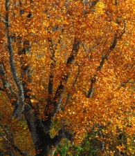 Enlarge photo 33