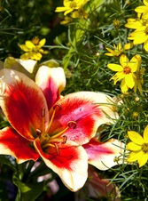 Enlarge photo 2