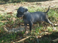 Nova X Batman Little Baldies