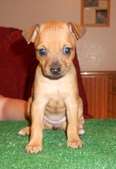 5 weeks old