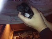 Enlarge photo 16