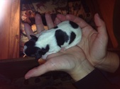 Enlarge photo 12