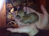 Enlarge photo 3