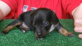 Two weeks old