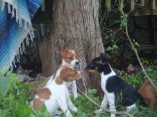 SpicyCrackers @ 8 weeks