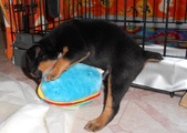 Enlarge photo 15
