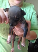 The NCIS Litter