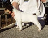 Enlarge photo 4