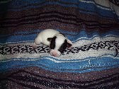 Enlarge photo 22